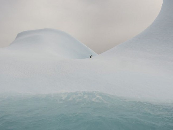 Winners of the Nature Conservancy World wide Photo Competition / Contest, Water, Honorable Mention: Barbara Rot, Slovenia ICEBERG: A lone Adelie penguin stands on a large iceberg