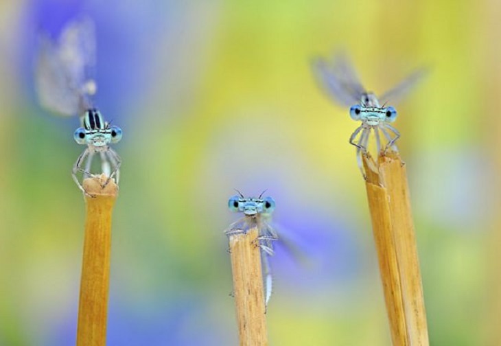 Winners of the Nature Conservancy World wide Photo Competition / Contest, Wildlife, Honorable Mention: Giuseppe Bonali, Italy THE TRIO: Three damselflies in Italy rest on reeds after a storm has passed