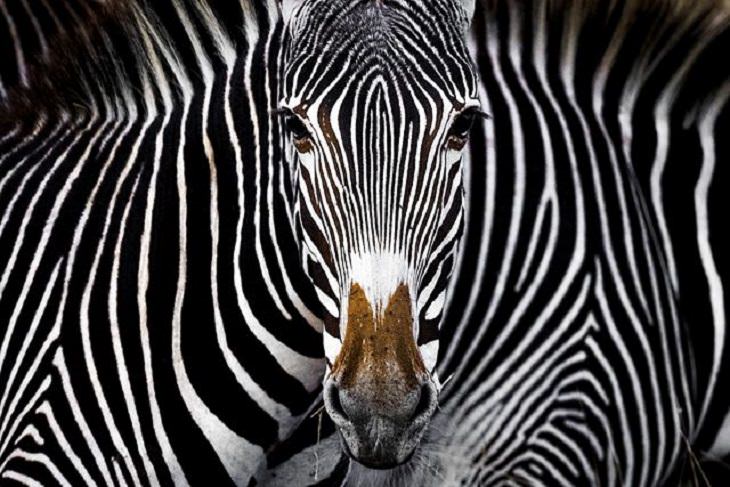 Winners of the Nature Conservancy World wide Photo Competition / Contest, Wildlife, Third Place: Yaron Schmid, United States  THE GREVY'S ILLUSION: A Grevy Zebra, amidst its counterparts in Lewa, Kenya, stares into the camera