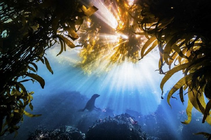 Winners of the Nature Conservancy World wide Photo Competition / Contest, Grand Prize Winner: Tyler Schiffman, United States BURST: A California sea lion poses surrounded by kelp beds in Monterey Bay, California