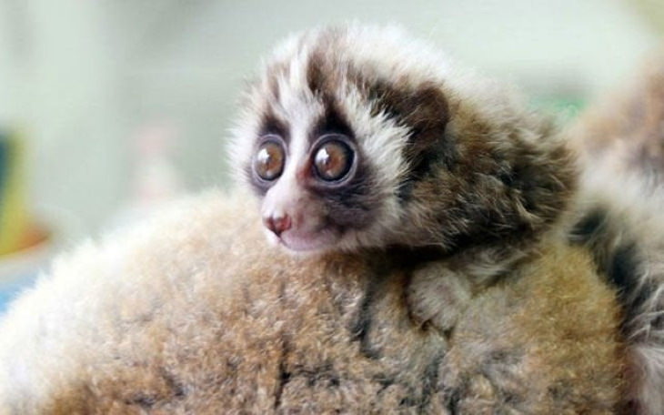 Animal Facts slow loris