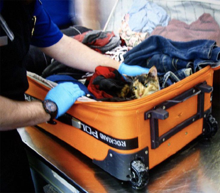 Crazy, odd, weird and strange items confiscated by Customs and TSA agents at airports during security checks, cat in a suitcase