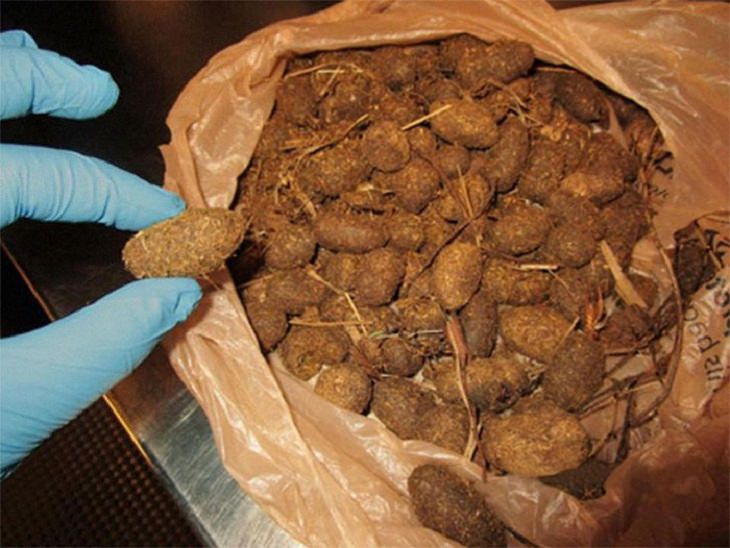 Crazy, odd, weird and strange items confiscated by Customs and TSA agents at airports during security checks, A bag of moose droppings from Alaska