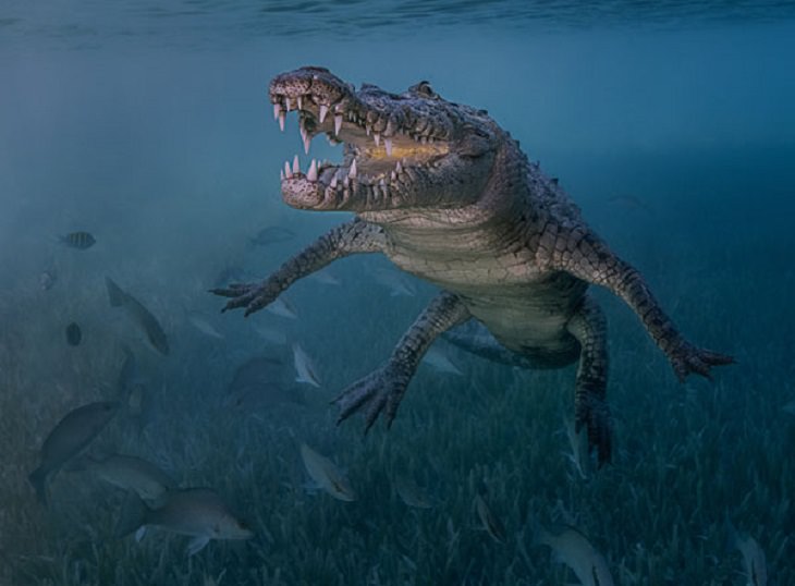 Stunning Collection of Photographs from the Ocean Art Photography competition of 2018, Smile of a Friend, by Antonio Pastrana: Second Place, Novice DSLR