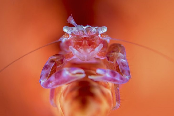 Stunning Collection of Photographs from the Ocean Art Photography competition of 2018, Porcelain Bloom, by Wayne Jones: Second Place, Supermacro