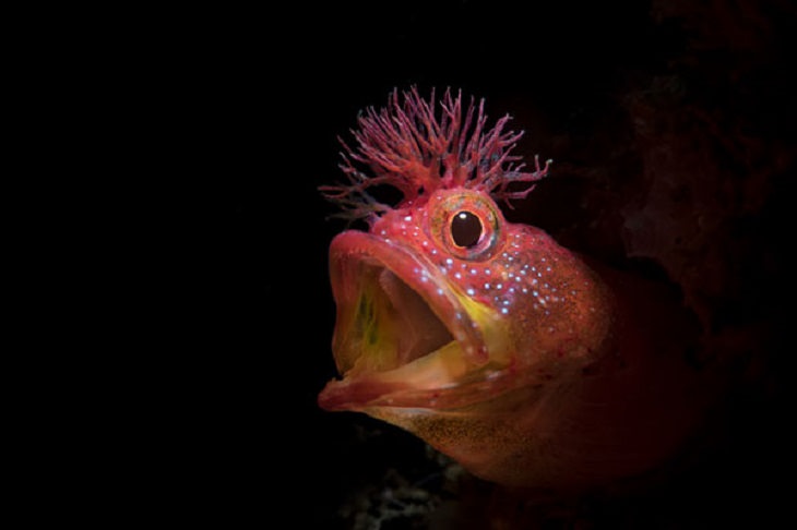 Stunning Collection of Photographs from the Ocean Art Photography competition of 2018, Roar, by Jinggong Zhang: Honorable Mention, Portrait Category