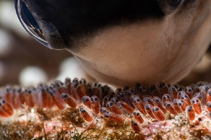 Stunning Collection of Photographs from the Ocean Art Photography competition of 2018, Love From a Father, by François Baelen: Third Place, Marine Life Behavior