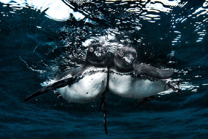 Stunning Collection of Photographs from the Ocean Art Photography competition of 2018, Best Friends Forever, by Simon Lorenz: Honorable Mention, Cold Water