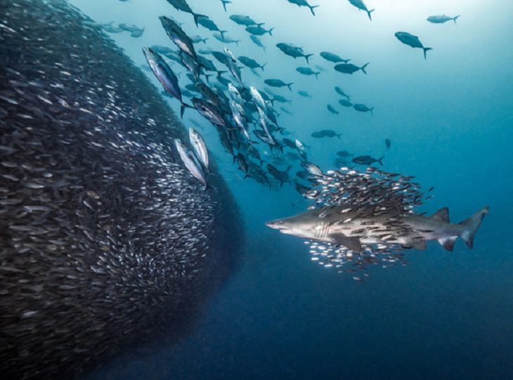 Stunning Collection of Photographs from the Ocean Art Photography competition of 2018, Schools of Schools, by Debbie Wallace: Second Place, Mirrorless Behavior