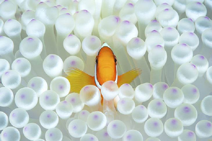 Stunning Collection of Photographs from the Ocean Art Photography competition of 2018, Nemo, by Matteo Visconti: Honorable Mention, Portrait Category