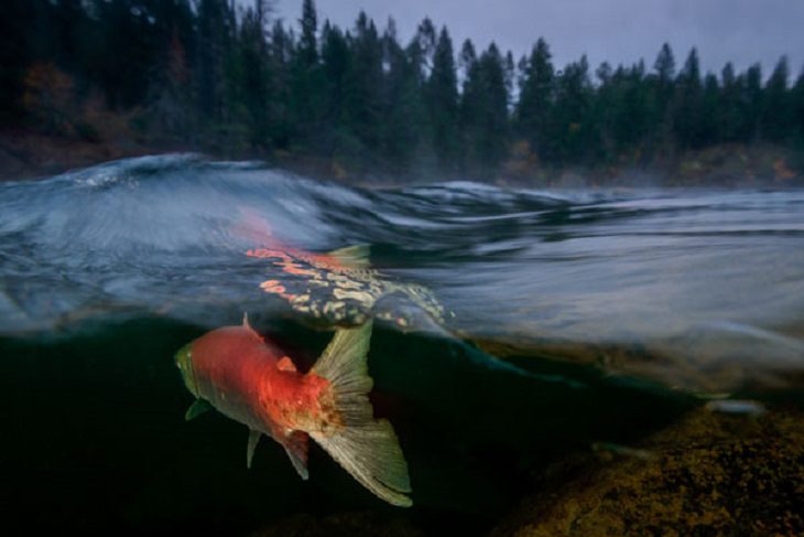 Stunning Collection of Photographs from the Ocean Art Photography competition of 2018, Foggy Morning on the Adams River, by Eiko Jones: Fifth Place, Cold Water