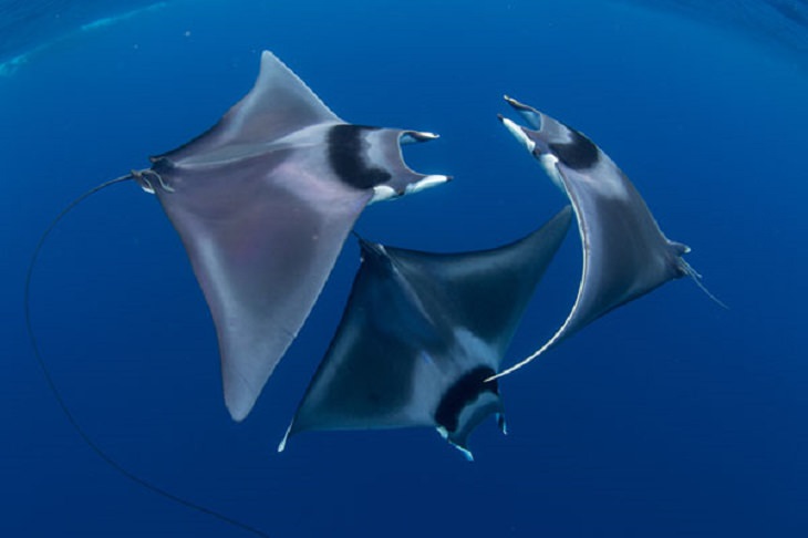 Stunning Collection of Photographs from the Ocean Art Photography competition of 2018, Devil Ray Ballet, by Duncan Murrell: First Place, Marine Life Behavior, and Best of Show Winner