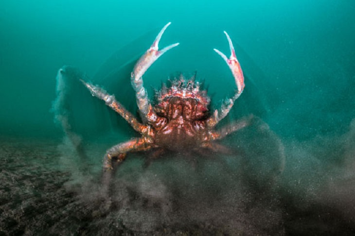 Stunning Collection of Photographs from the Ocean Art Photography competition of 2018, Spider Crab Attack, by Henley Spiers: Honorable Mention, Cold Water