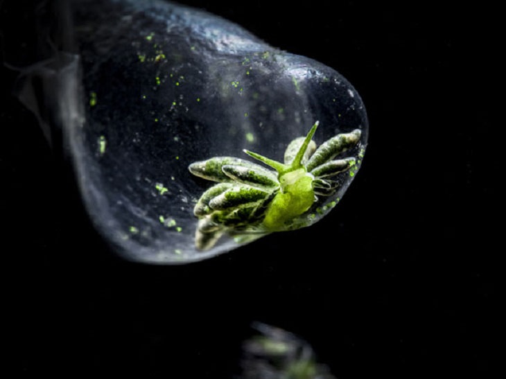 Stunning Collection of Photographs from the Ocean Art Photography competition of 2018, Bubble Life, by Owen Yen: Second Place, Mirrorless Macro