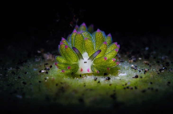 Stunning Collection of Photographs from the Ocean Art Photography competition of 2018, Sheep on the Shot, by Chun Ho Tam: Honorable Mention, Nudibranch