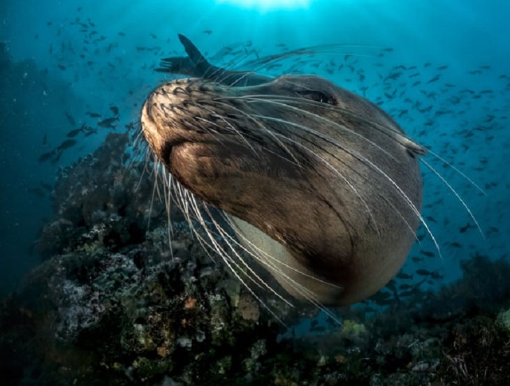 Stunning Collection of Photographs from the Ocean Art Photography competition of 2018, No No!, by Pier Mane: Third Place, Mirrorless Wide Angle