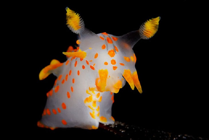 Stunning Collection of Photographs from the Ocean Art Photography competition of 2018, Polycera quadrilineata Posing, by Fredrik Ehrenström: Second Place, Nudibranch