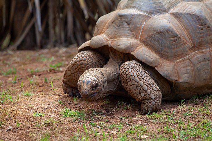 Aldabra tortoise Longest-Living Animals