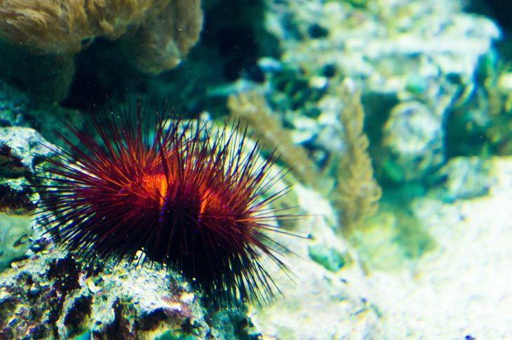 Longest-Living Animals Red sea urchins