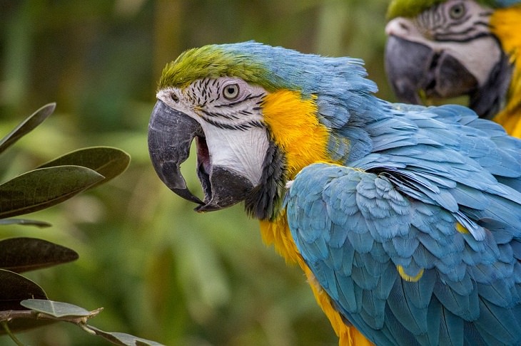 Longest-Living Animals Macaw