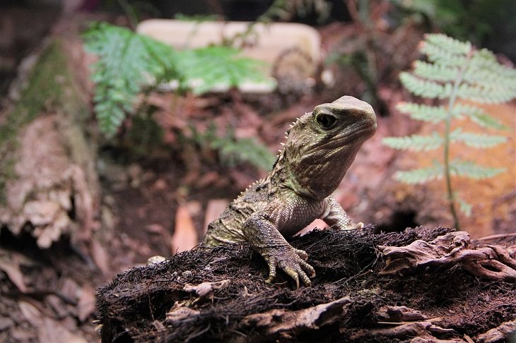 Longest-Living Animals Tuatara