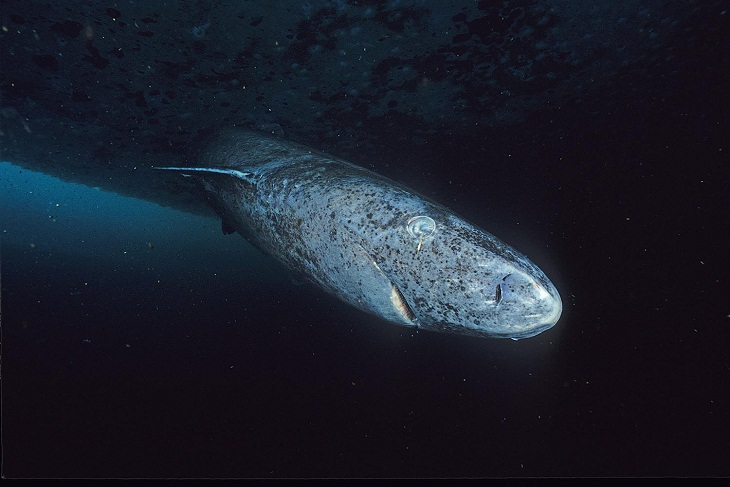 Greenland shark Longest-Living Animals