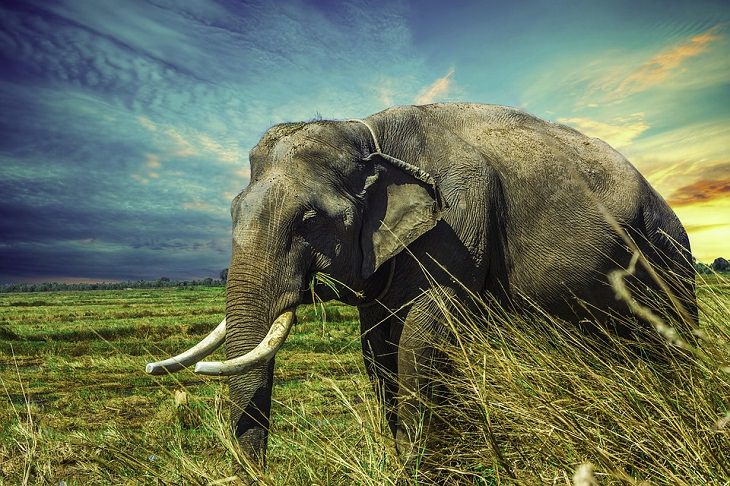 Longest-Living Animals Elephants