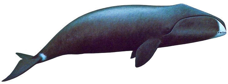 Longest-Living Animals Bowhead whales