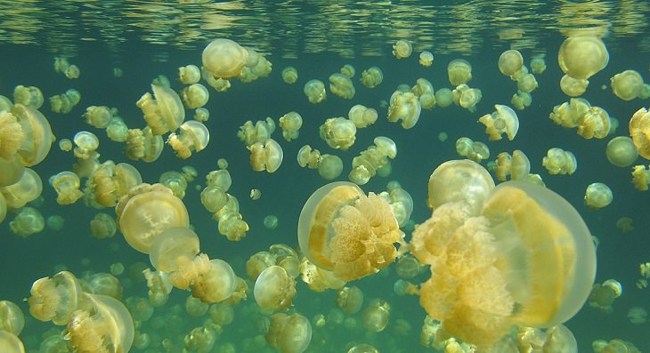 Jellyfish Lake, Palau