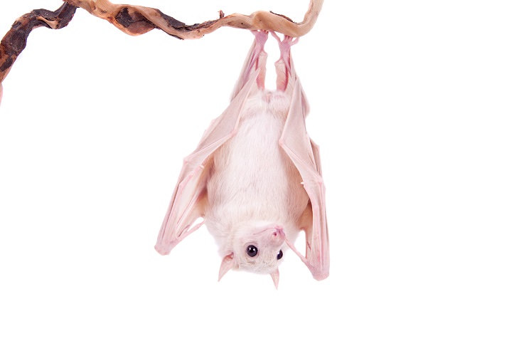 Albino animals bat