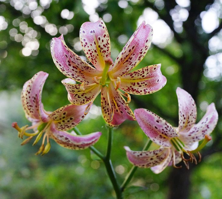 15 lilies, lily hybrids and crosses with unique colors and patterns perfect for every garden, Lilium 'Slate's Morning'
