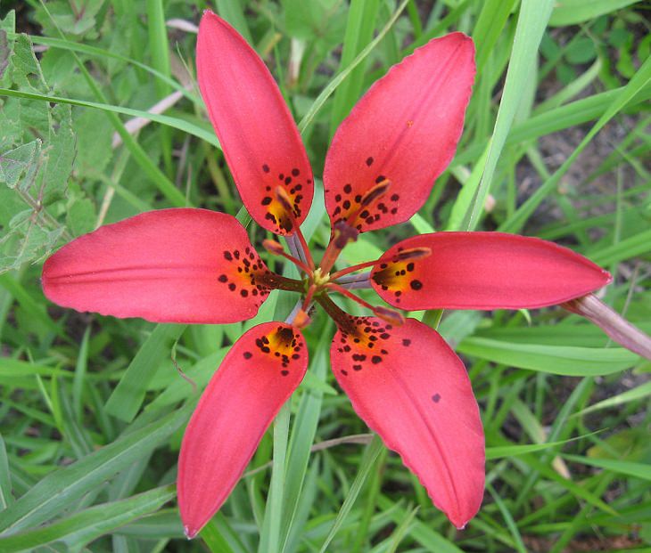 15 lilies, lily hybrids and crosses with unique colors and patterns perfect for every garden, Lilium philadelphicum, also known as the wood lily, Philadelphia lily, prairie lily, or western red lily