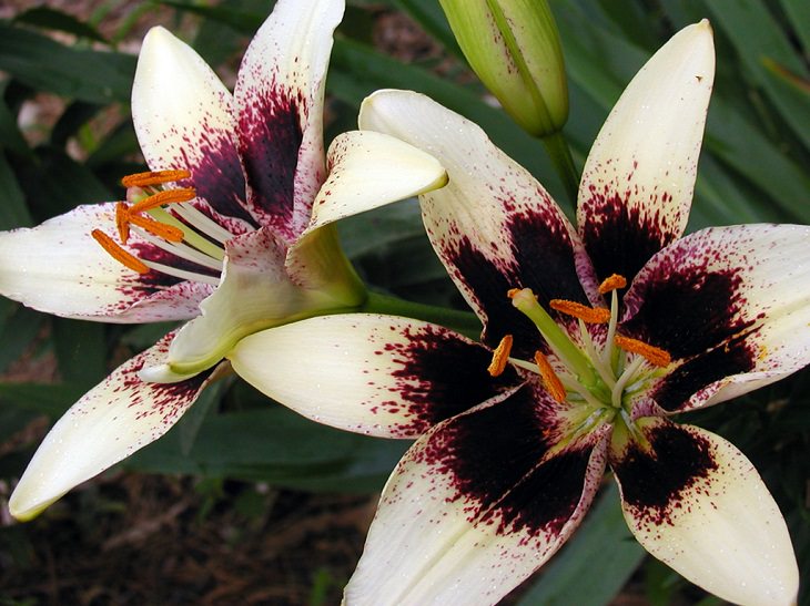 15 lilies, lily hybrids and crosses with unique colors and patterns perfect for every garden, Lilium 'Capuchino', also known as the Tango Capuchino 