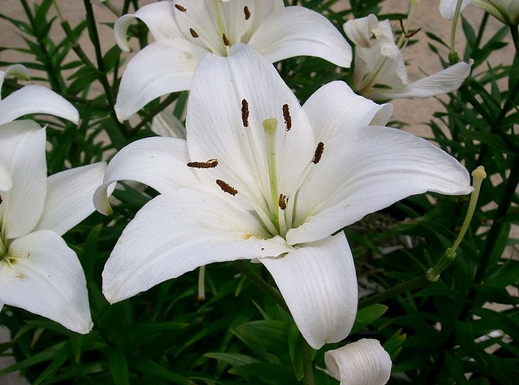 15 lilies, lily hybrids and crosses with unique colors and patterns perfect for every garden, Lilium 'Navona'