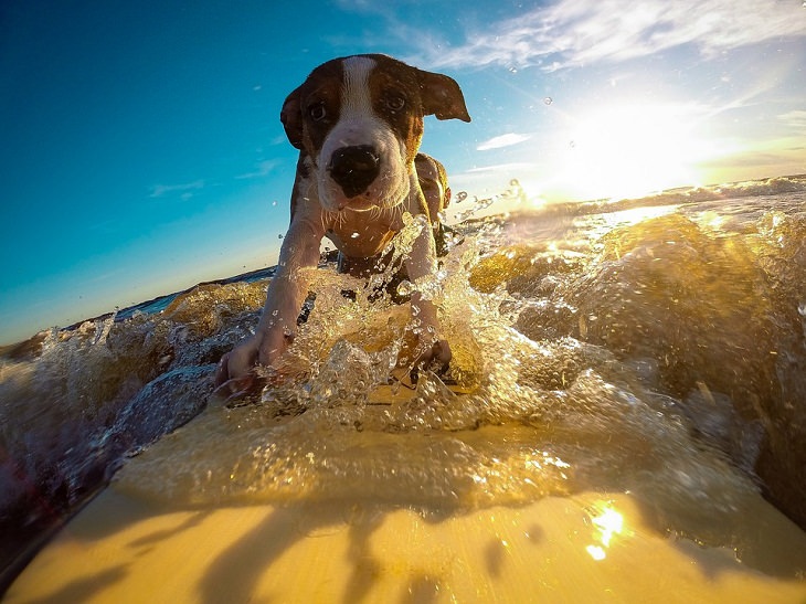 Feel-Good News dog surfing