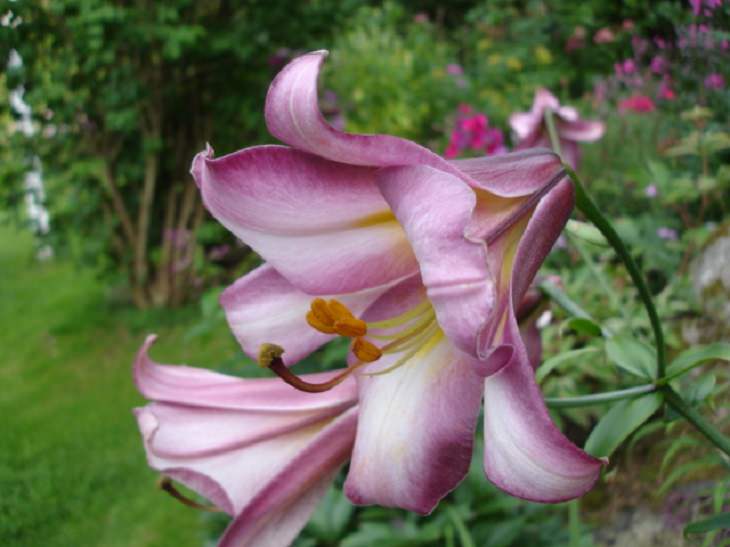 15 lilies, lily hybrids and crosses with unique colors and patterns perfect for every garden, Pink Perfection Lily