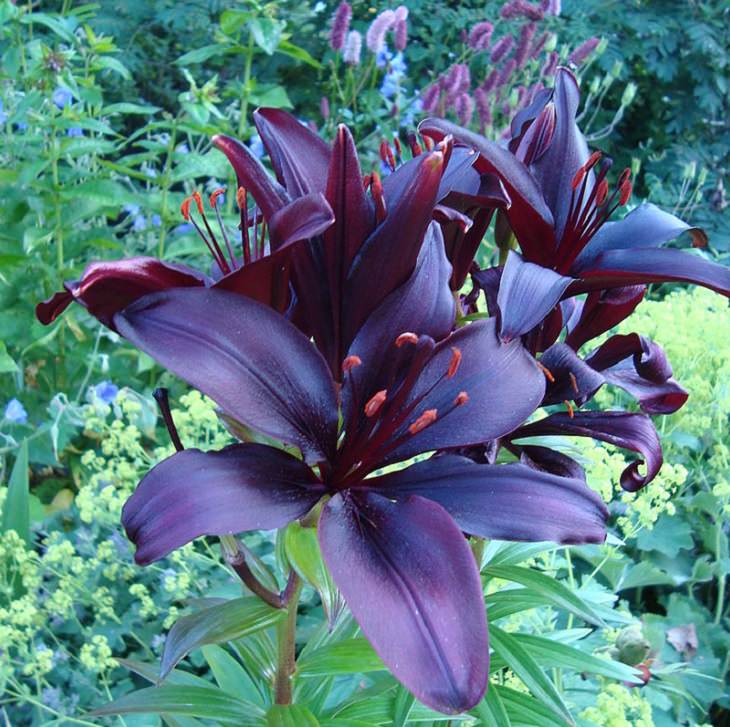 15 lilies, lily hybrids and crosses with unique colors and patterns perfect for every garden, Lilium 'Dimension'
