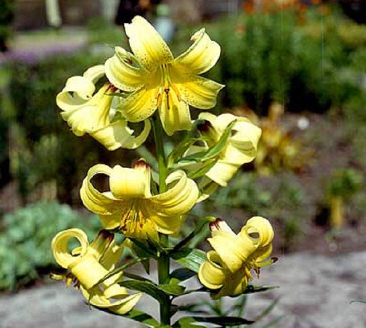 15 lilies, lily hybrids and crosses with unique colors and patterns perfect for every garden, Lilium kesselringianum