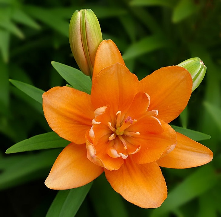 15 lilies, lily hybrids and crosses with unique colors and patterns perfect for every garden, Lilium 'Tiny Double You'