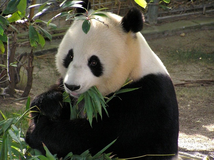Feel-Good News giant pandas, extinction