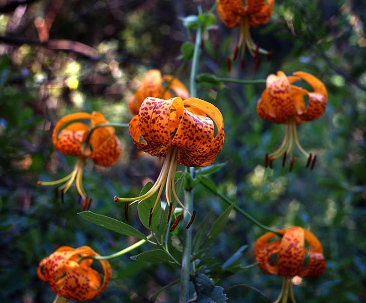 15 lilies, lily hybrids and crosses with unique colors and patterns perfect for every garden, Lilium pardalinum, also known as the leopard lily or panther lily