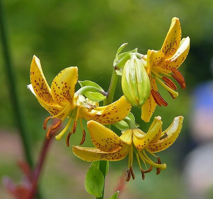15 lilies, lily hybrids and crosses with unique colors and patterns perfect for every garden, Lilium hansonii, known commonly as Hanson's lily and Japanese turk's-cap lily