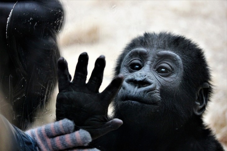 Feel-Good News animals, feelings