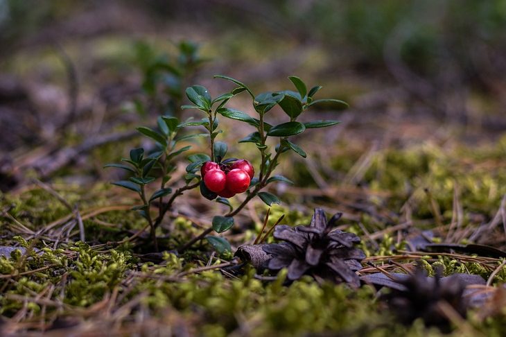 Feel-Good News food forest , Atlanta 