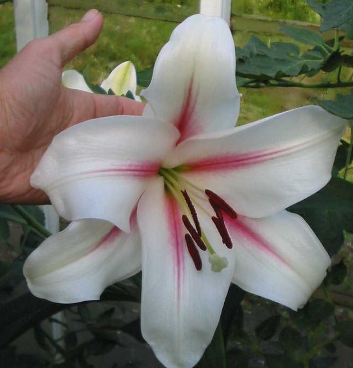 15 lilies, lily hybrids and crosses with unique colors and patterns perfect for every garden, Lilium 'SeaTreasure'