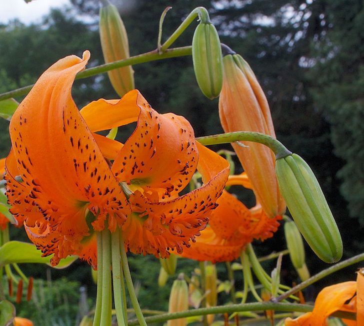 15 lilies, lily hybrids and crosses with unique colors and patterns perfect for every garden, Lilium henryi, also known as Tiger Lily or Henry’s Lily