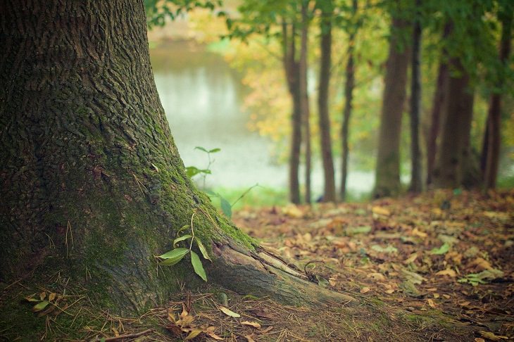 Feel-Good News plant trees India 