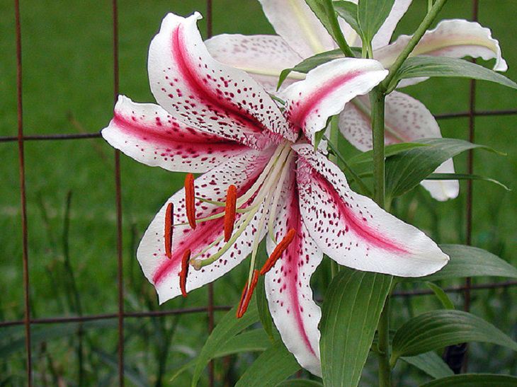15 lilies, lily hybrids and crosses with unique colors and patterns perfect for every garden, Lillium Dizzy, also known as the Oriental Lily ‘Dizzy’