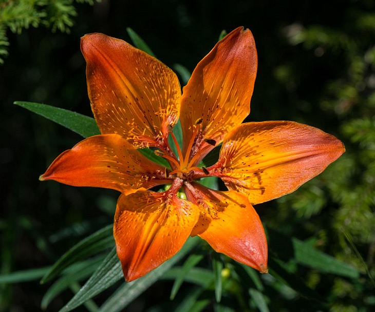 Flame Lily Filled Stitch Design - Petal Magic