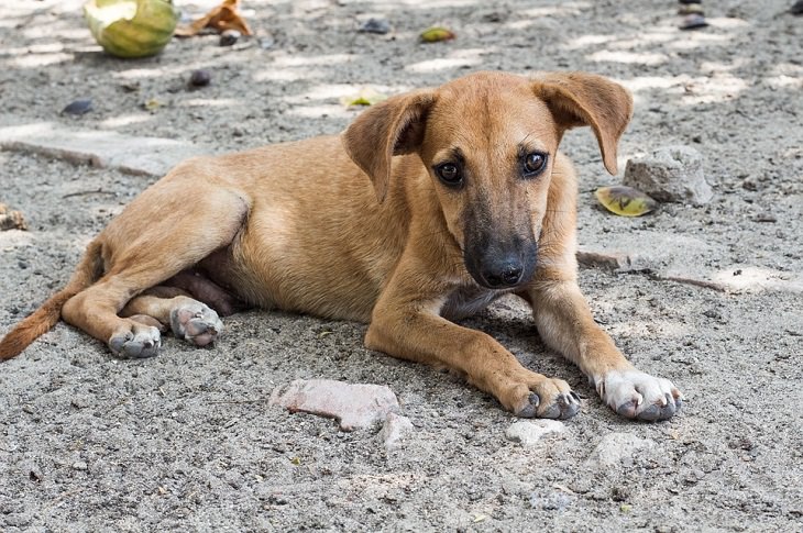 Feel-Good News Netherlands, stray dogs